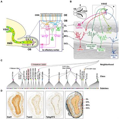 A specific olfactory bulb interneuron subtype Tpbg/5T4 generated at embryonic and neonatal stages